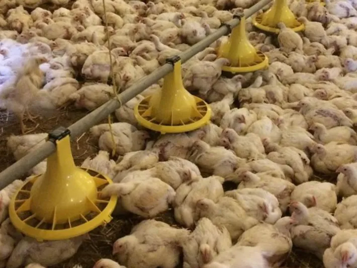 Floor Feeding: Full House