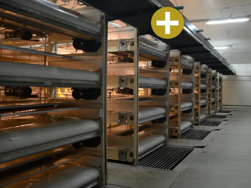 BCC Broiler Cross Conveyer