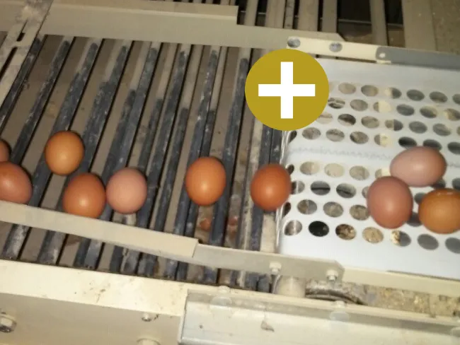 Egg Conveyor Delivery