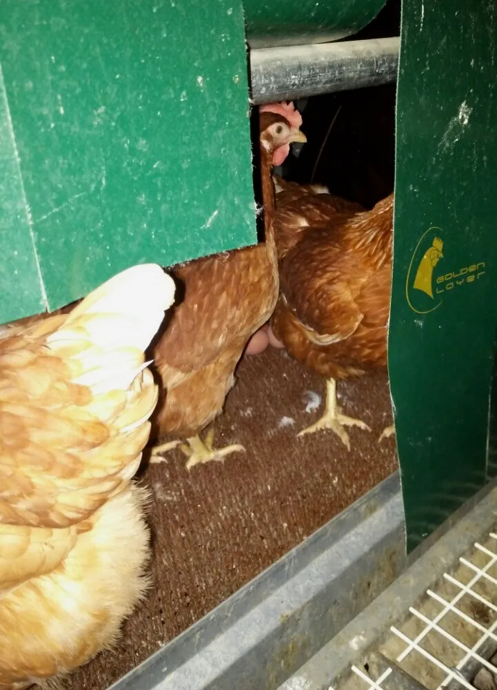 Golden Layer Nest Box
