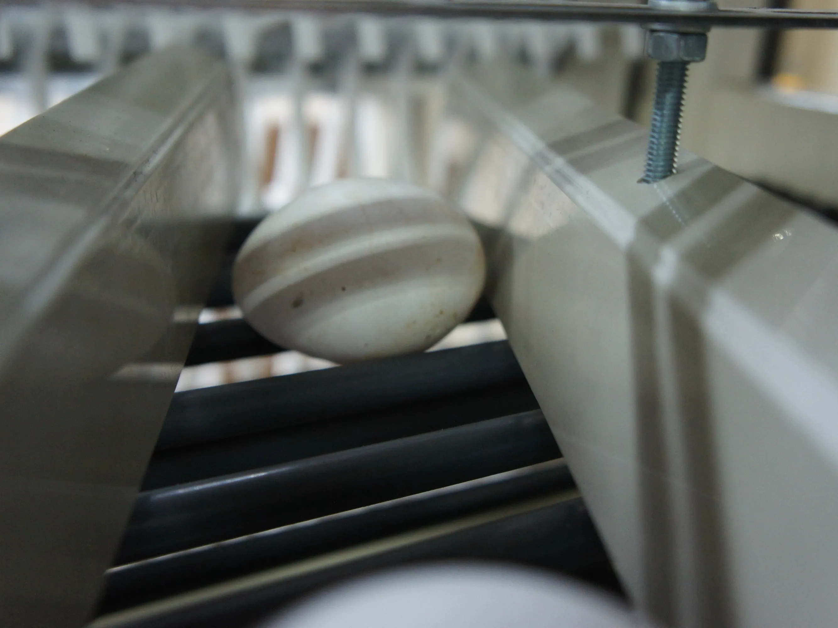 Secured Egg Conveying: Step 2